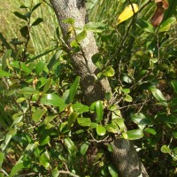 Diospyros ferrea (Willd.) Bakh.